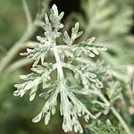 Artemisia arborescens, Flowers, Israel