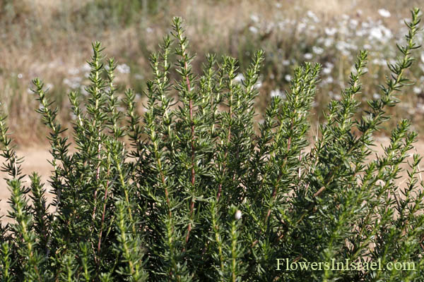 Artemisia monosperma, Artemisia deliliana, Artemisia inculta, לענה חד-זרעית