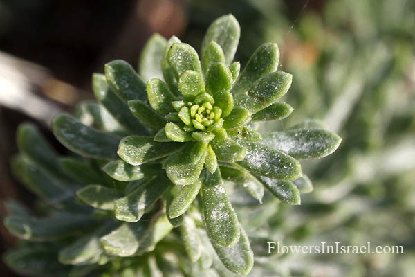 Artemisia monosperma, Artemisia deliliana, Artemisia inculta, לענה חד-זרעית