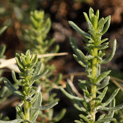 Artemisia monosperma,לענה חד-זרעית, Flowers, Israel