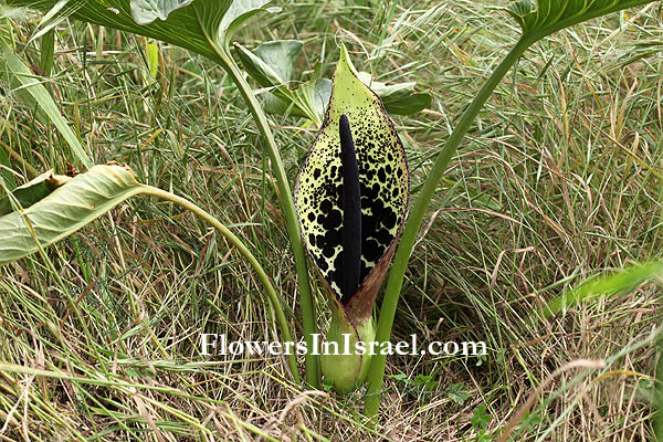 arum dioscoridis