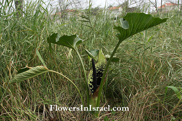 arum dioscoridis