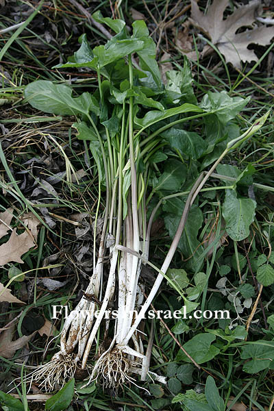  Arum hygrophilum,Streambank Arum, לוף ירוק