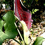 Arum palaestinum, Flowers, Israel