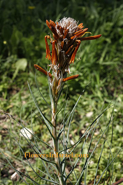 Wild Flowers, Israel, Flora, Send flowers online