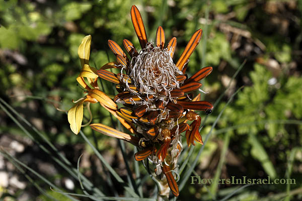 Vilda blommor i Israel