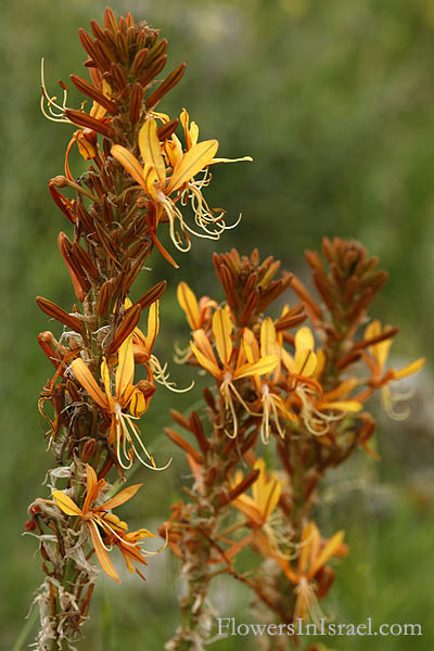 Asphodeline lutea, King's Spear, Yellow asphodel, Jacob's rod,  عطعاط , عيصلان البرتفالي , ابو صوي,עיריוני צהוב