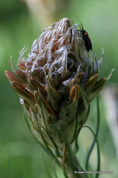 Asphodeline lutea, King's Spear, Yellow asphodel, Jacobs rod, עיריוני צהוב