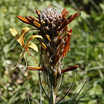 Asphodeline lutea, Israel, Orange Flowers