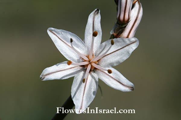 Asphodelus fistulosus, Hollow-stemmed Asphodel, Onion-leaved asphodel, Onionweed, Pink asphodel, עירית נבובה,غيصلان