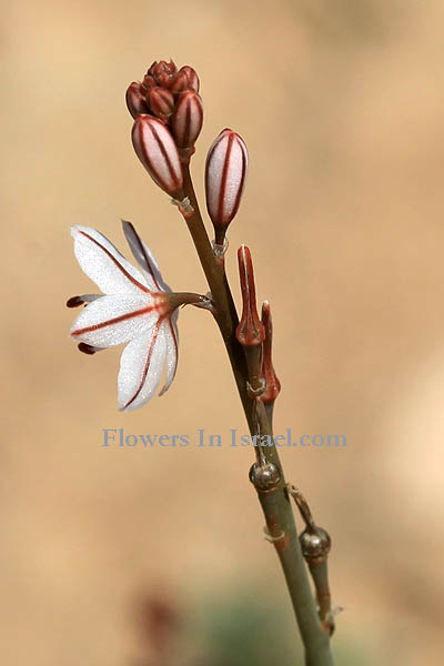 Dudaim Forest, Goral Hills,גבעות גורל, יער דודאים, Asphodelus tenuifolius, Narrow-leaved Asphodel, עירית צרת-עלים