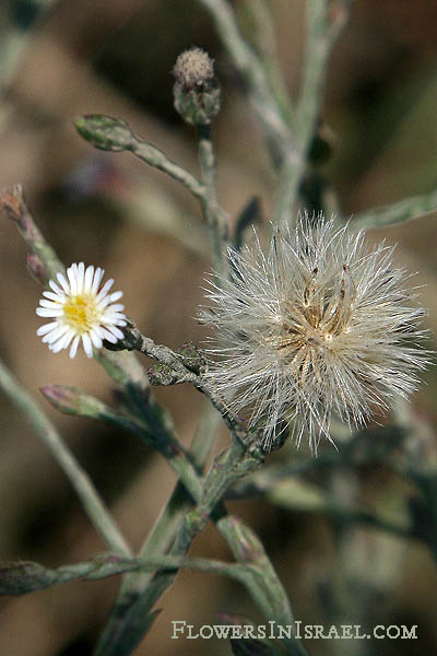 Aster Subulatus