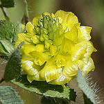Astragalus boeticus, Flowers, Israel
