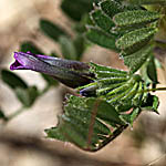 Astragalus callichrous, Israel wildflowers, Violet Flowers