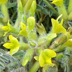 Astragalus caprinus<br> Beer Sheva milk-vetch, קדד באר שבע , القتاد الماعزي, Yellow Flowers