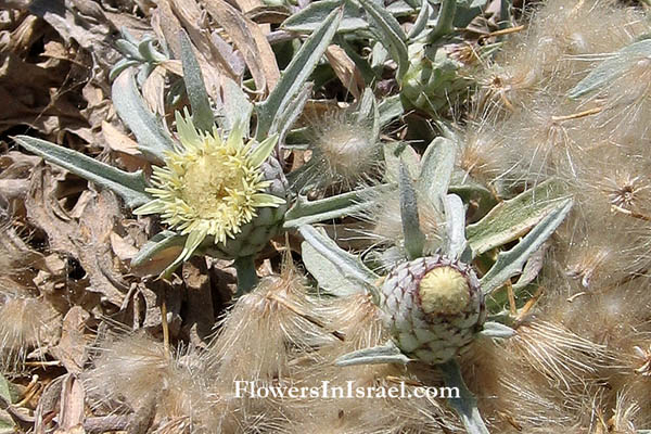 Bloemen in Israel: Atractylis carduus,Atractylis flava, Yellow Distaff-thistle, חורשף צהוב