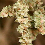 Atriplex halimus, Flowers, Israel