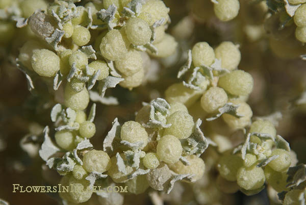 Flora of Israel online, Native plants, Palestine