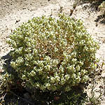 Atriplex holocarpa, Pop Saltbush, מלוח ספוגי, green flowers, wildflowers