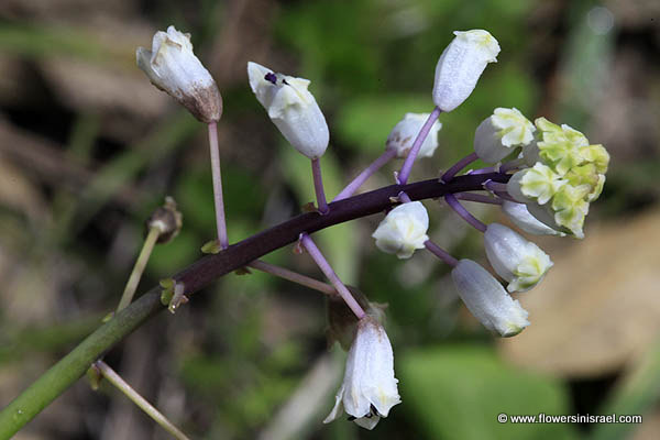 Bellevalia flexuosa, Common Roman Squill, זמזומית מצויה