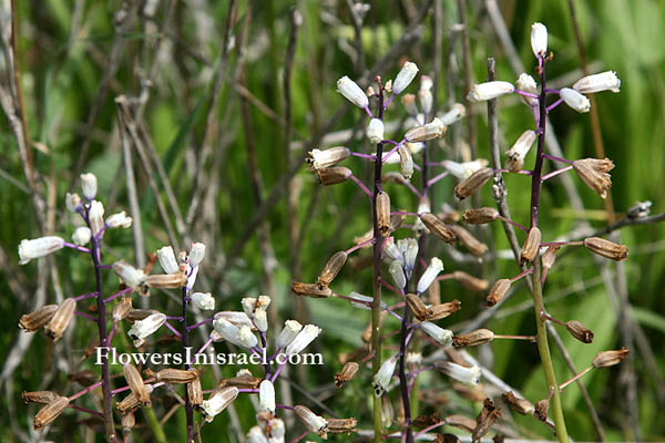 Israel, Botany, Wildflowers, Pictures