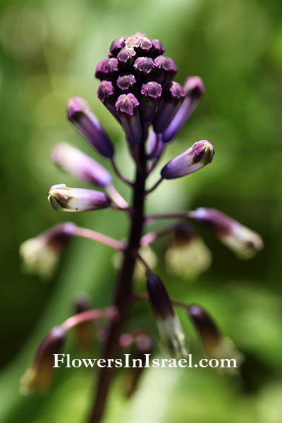 Bellevalia trifoliata,Hyacinthus trifoliatus,Purple Roman squill, Turkish bellevalia, البلفية ثلاثية الوريقات ,זמזומית סגולה