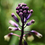 Bellevalia trifoliata, Israel wildflowers, Violet Flowers