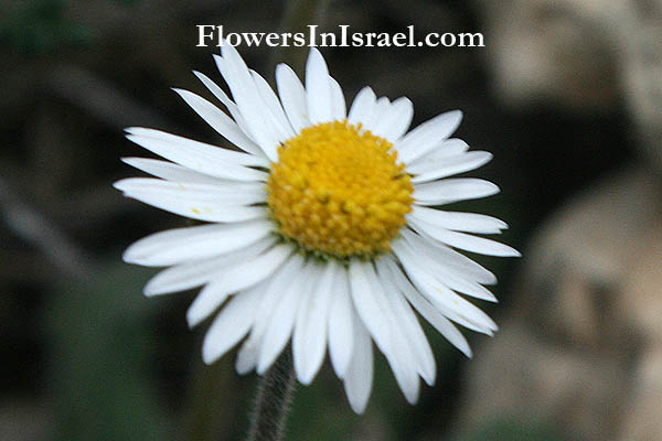 Bellis perennis, Common Daisy, English Daisy, البليس المعمر,חיננית רב-שנתית