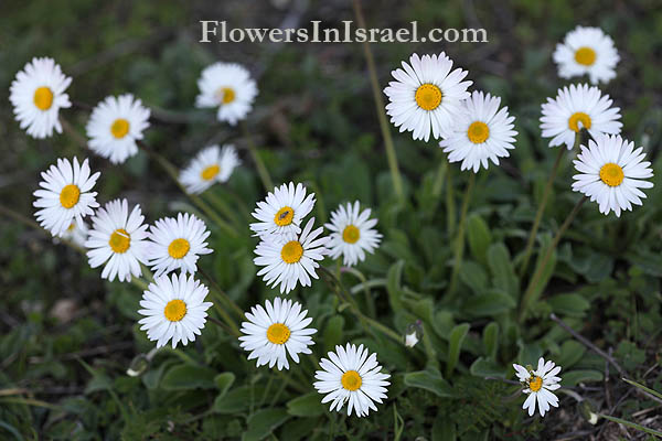 Vilda blommor i Israel