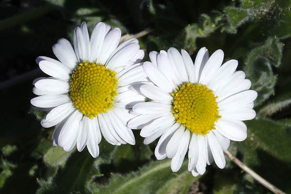 Bellis sylvestris, Southern Daisy,البليس الحرجي ,חיננית הבתה