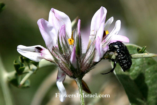 Israel, Flora, Botany, Palestine