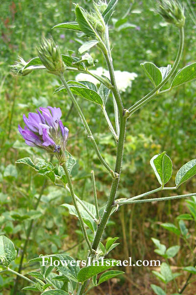 Israel Wildflowers and native plants