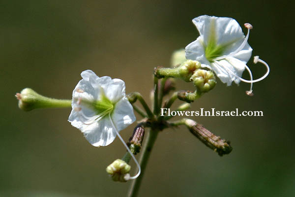Boerhavia repens, Boerhavia diffusa, Spreading Hogweed, الحثرة الزاحفة,בורביה זוחלת