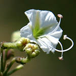 Boerhavia repens, Flowers in Israel, Send