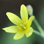 Bongardia chrysogonum, Israel, Yellow Flowers