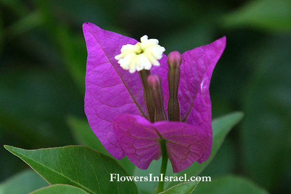 Bougainvillea glabra, Paper Flower,Lesser bougainvillea,بوغنفيلية جرداء ,בוגנוויליה