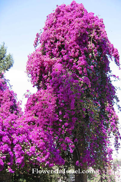 Bougainvillea glabra, Paper Flower,Lesser bougainvillea,بوغنفيلية جرداء ,בוגנוויליה