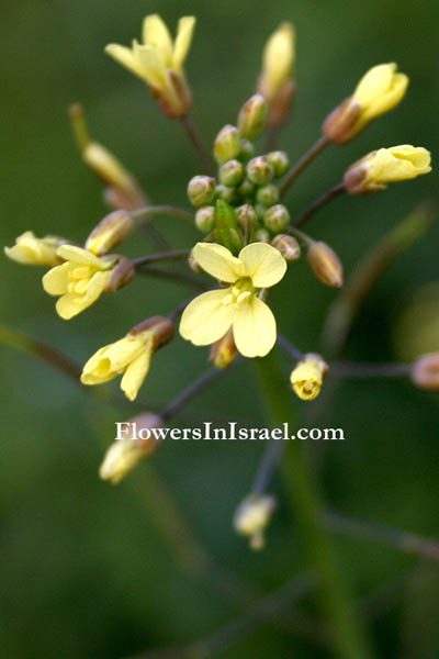 Botany, Israel, Wildflowers, Nature