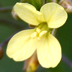 Brassica tournefortii, Israel, Yellow Flowers