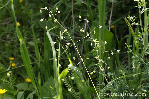Briza minor, Shivery grass, Little or Lesser quaking-grass, זעזועית קטנה, بريزة صغرى