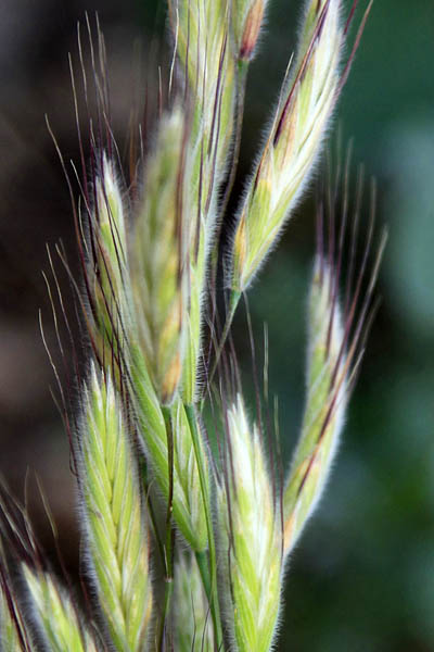 Bromus alopecuros, Foxtail brome, Weedy brome, ברומית זנב-שועל, شعير
 