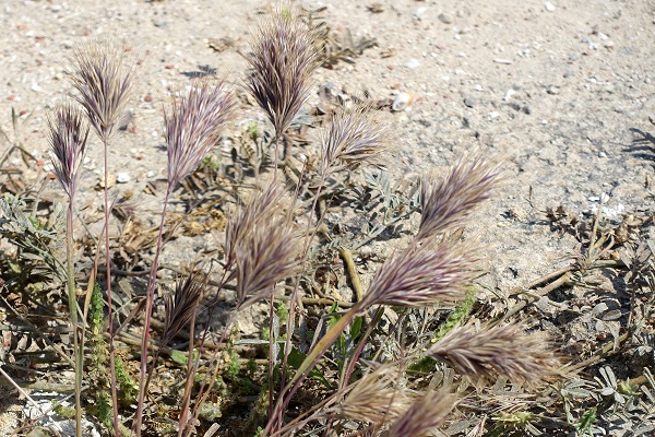 Bromus rigidus, Anisantha diandra subsp. rigida, Anisantha rigida, Bromus diandrus subsp. rigidus,<br> Bromus diandrus var. rigidus, Bromus maximus, Bromus villosus, <br> rigid brome, ripgut brome, ripgut grass, brome grass, great brome, stiff brome, <br> Hebrew: ברומית שעירה, Arabic: الشويعرة الصلبة