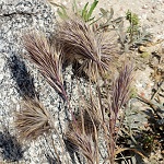 Bromus rigidus, Flowers in Israel, Send