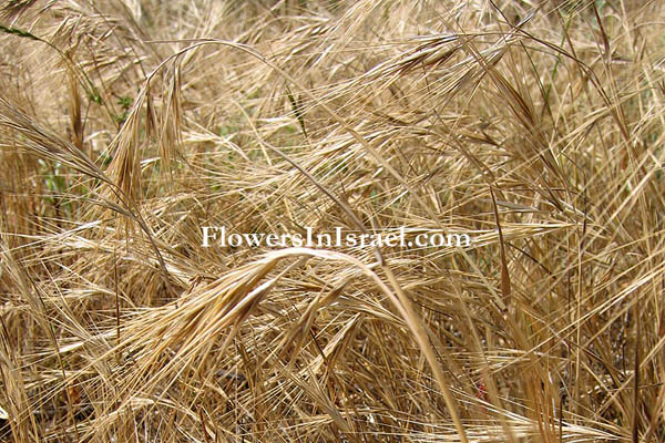 Bromus tectorum, Wall Brome Grass,الشويعرة, ברומית הגגות