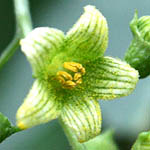 Bryonia cretica, Israel, Yellow Flowers