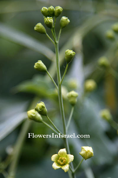 Bryonia syriaca, Syrian Bryony, דלעת-נחש סורית, عنب السحلية , عنب الحية