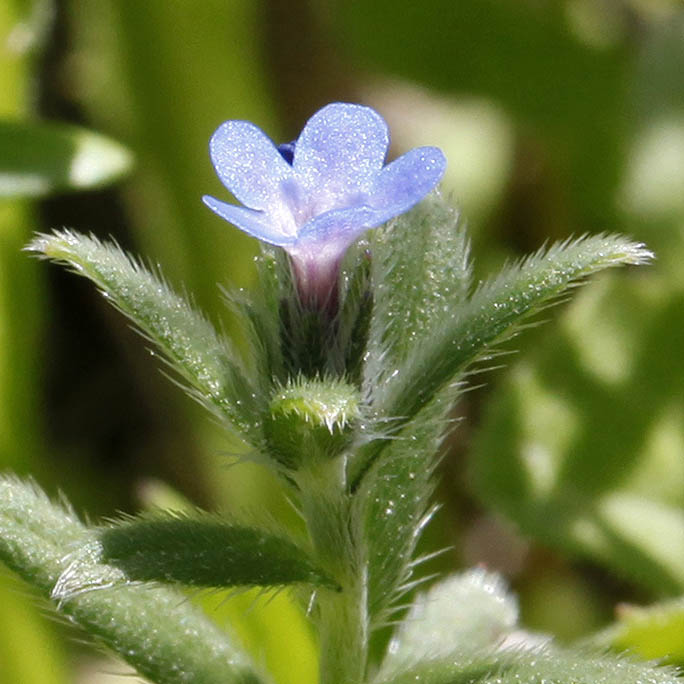 Buglossoides tenuiflora, Israel wildflowers, Dark Blue Flowers