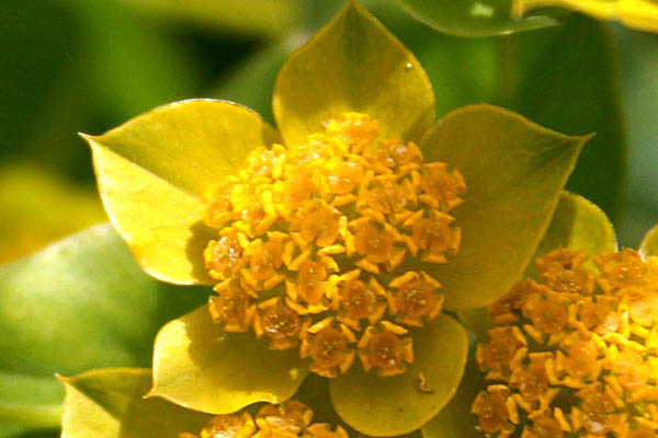 Bupleurum lancifolium, Narrow Thorow-Wax, צלע-שור חרוזה, حلوان