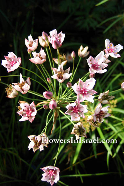 Butomus umbellatus, Flowering Rush,البوطي الخيمي ,בוציץ סוככני