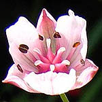 Butomus umbellatus, Israel, Pink Flowers
